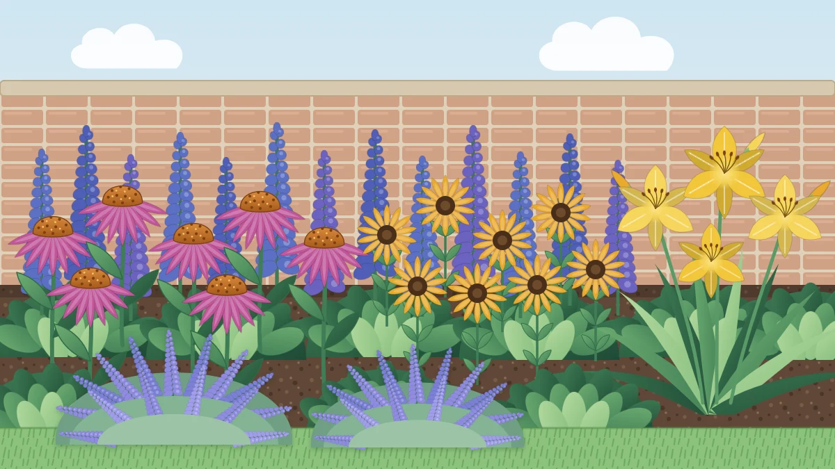 Layered perennial border with purple coneflowers, golden black-eyed Susans, violet salvia spikes, lavender-blue catmint and yellow daylilies
