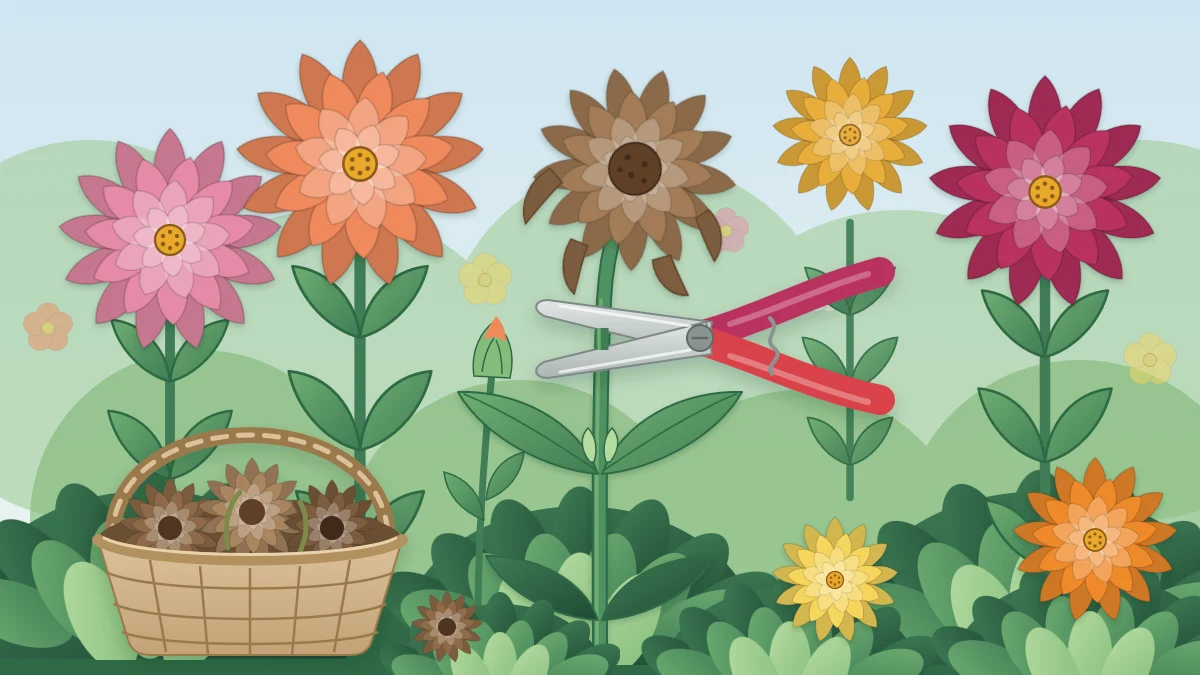 Garden snips on a zinnia stem just above a pair of leaves, below a faded flower, beside a basket of spent blooms