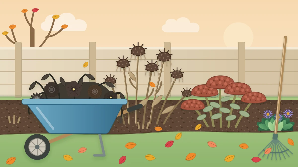 A late fall flower bed with standing coneflower seed heads and russet sedum, frost-blackened annuals in a wheelbarrow and a rake on the fence