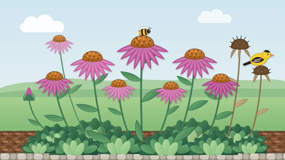Clump of purple coneflowers with drooping petals and raised orange-brown cones, a bumblebee on one flower and a small yellow bird by a dry seed head