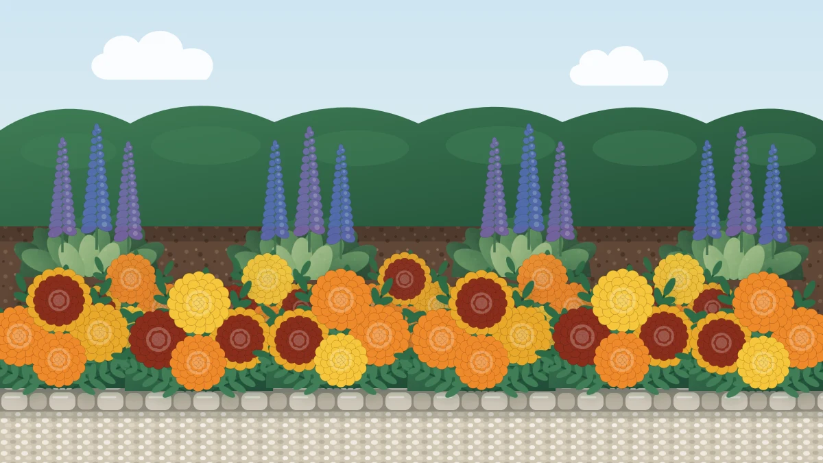 An edging row of French marigolds with ruffled orange, gold and mahogany-red flowers above ferny green leaves beside a stone edge