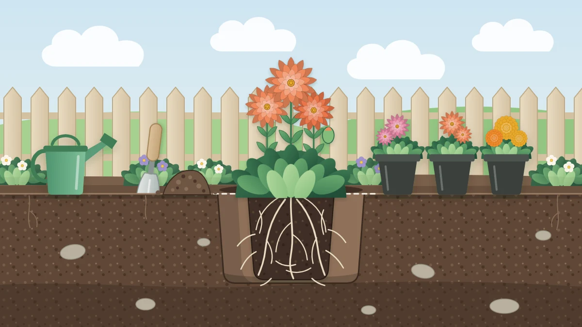 A young flowering plant set in a freshly dug hole with its root ball visible, beside a row of nursery pots and a trowel