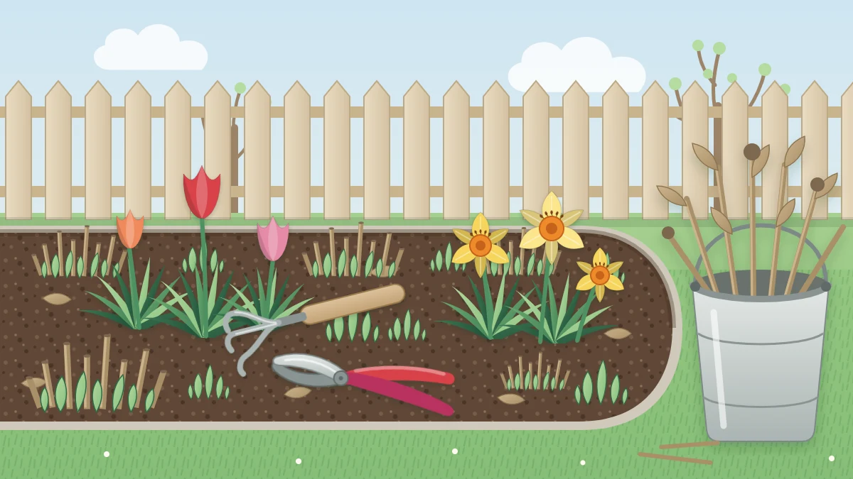 An early spring flower bed with green shoots, tulips and daffodils among cut-back brown stems, with pruners, a hand rake and a bucket of stems
